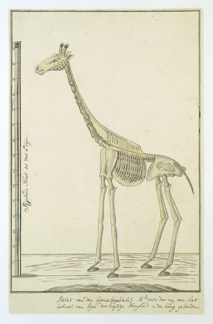 Skelet van een giraf (Giraffa camelopardalis)