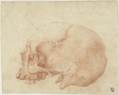 Studie van een schedel by Alessandro Allori