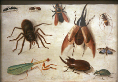Study of Insects by Jan van Kessel the Elder