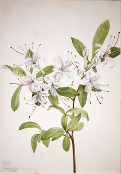 Sweet Azalea (Azalea arborescens) by Mary Vaux Walcott