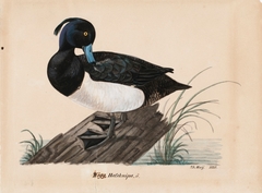 Tufted Duck by Magnus von Wright