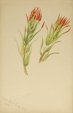 (Untitled--Plant Study) by Mary Vaux Walcott