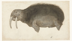 Walrus by Unknown Artist