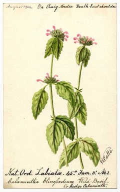 Wild Basil or Hedge Calaminth (Clinopodium vulgare) - William Catto - ABDAG016198 by William Catto