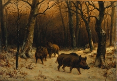 Wild Boars in the Snow