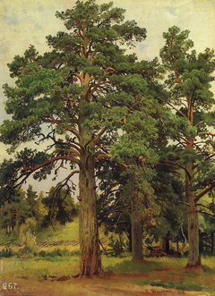 A Pine Unlit by the Sun. Meri-Hovi. Study by Ivan Shishkin