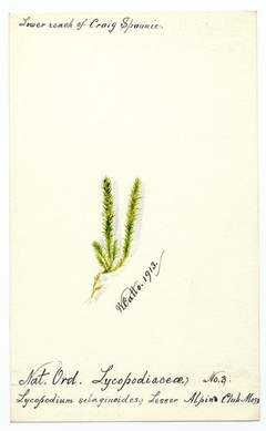 Alpine club moss (Selaginella selaginoides) - William Catto - ABDAG016272 by William Catto