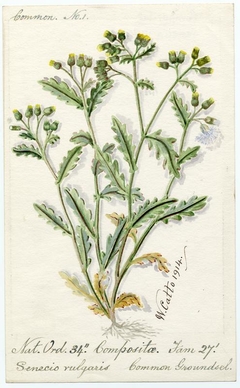 Common Groundsel (Senecio vulgaris) - William Catto - ABDAG016142 by William Catto