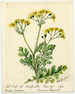 Common Ragwort (Senecio Jacobaea) - William Catto - ABDAG016144 by William Catto