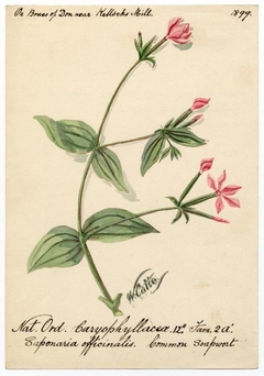 common soapwort (saponaria officinalis) - William Catto - ABDAG016375 by William Catto