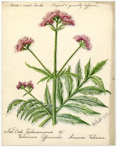 Common valerian (valeriana officalis) - William Catto - ABDAG016382 by William Catto