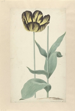 De tulp Bizard Catafalque by Cornelis van Noorde