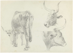 Drie studies van Italiaans rundvee by Josephus Augustus Knip