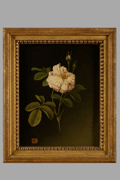 Etude d'une tige de roses panachées by Christiaan van Pol