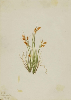 Golden Sedge (Carex aurea) by Mary Vaux Walcott