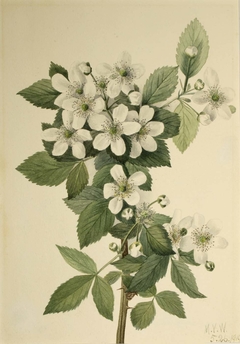 Highbush Blackberry (Rubus argutus) by Mary Vaux Walcott