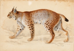 Lynx by Wilhelm von Wright