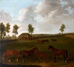 Mares and Foals in Field