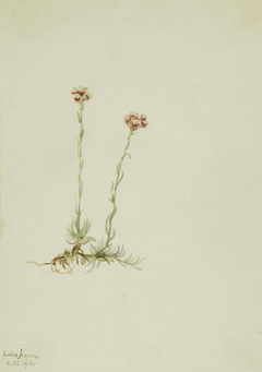 Pink Pussytoes (Antennaria rosea) by Mary Vaux Walcott