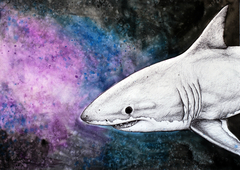 Shark II by Yanin Ruibal Pavlovich