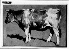 Studie van een koe by Johannes Hubertus Leonardus de Haas