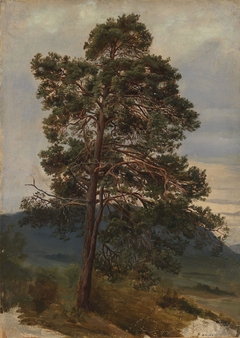 Study of a Pine Tree by Adolph Tidemand