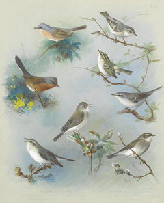 Warbler and Wrens by Archibald Thorburn