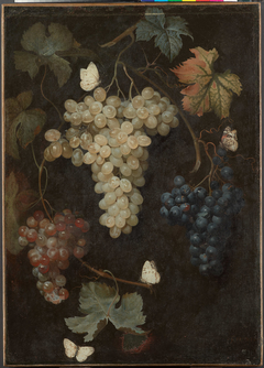 Weintrauben mit drei Trauben und Schmetterlingen by Philipp Ferdinand de Hamilton