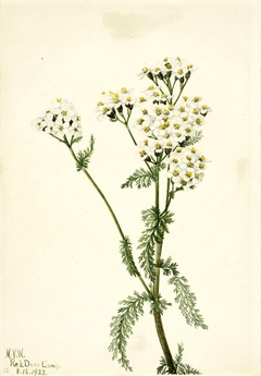 Western Yarrow (Achillea lanulosa) by Mary Vaux Walcott