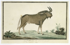 Witstaart gnoe (Connochaetes gnou), of Kaapse bosbuffel of ook wildebeest genaamd by Robert Jacob Gordon