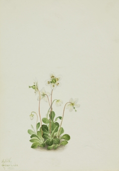 Wood Nymph (Moneses uniflora) by Mary Vaux Walcott